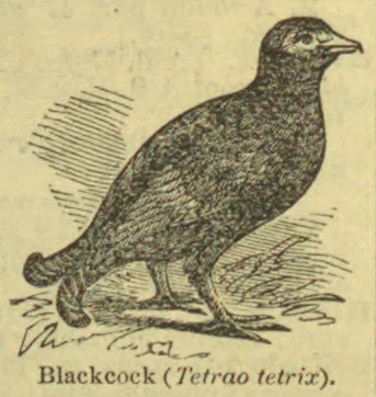 An engraved blackcock stands on the ground in profile.