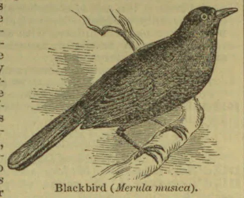 A blackbird perched on a branch.
