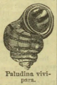An illustration of a coiled freshwater snail shell with its opening visible.
