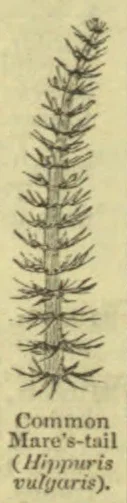 A botanical illustration of a tall, slender plant with whorls of narrow branches along its upright stem.