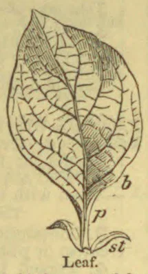 A botanical diagram of a leaf, with its veins and stem labeled.