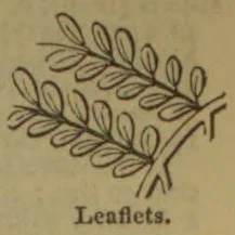 A botanical illustration of two sprigs with rows of paired leaflets.
