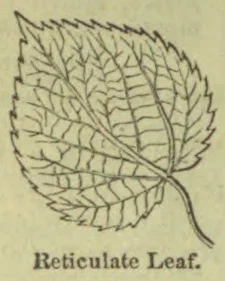 A drawing of a broad leaf with a branching network of veins.