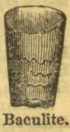 An illustration of a segmented, tapering baculite shell.