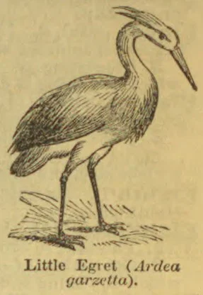 A line drawing of a long-legged egret with a slender, pointed beak standing on the ground.