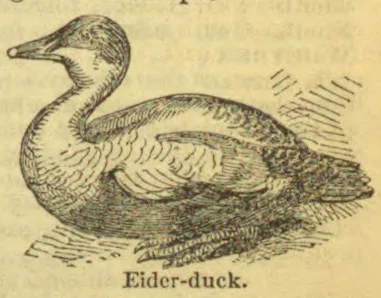 An engraved illustration of an eider duck sitting on the ground.