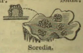 A magnified lichen surface with clusters of soredia, alongside a small inset showing a raised cluster.