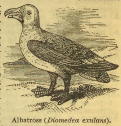 A large albatross stands on the ground with its wings folded.