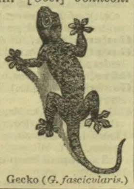 A gecko clings to a branch with its splayed toes.