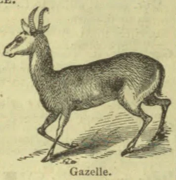 An engraved gazelle with curved horns stands in profile on the ground.