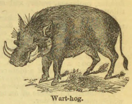 An engraved wart-hog stands on a patch of ground, shown in profile facing left.