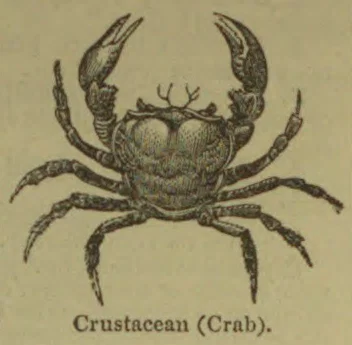 A crab is shown with its claws raised and legs spread.