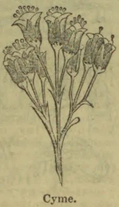 A botanical illustration of a branching flower cluster.