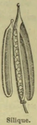 An illustration of a long, narrow seed pod split open to show the seeds inside.