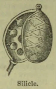 A silicle is shown split open, with seeds in one half and a patterned partition in the other.