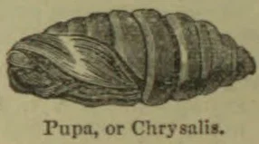 An illustration of a segmented pupa or chrysalis.
