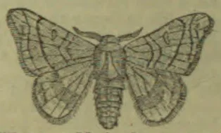 An engraved illustration of a moth with its wings spread.
