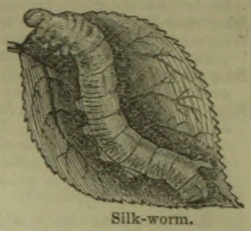 A silkworm rests on a large leaf.