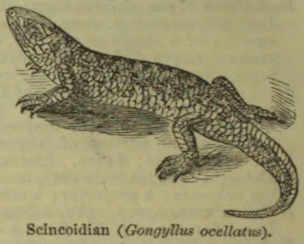 A lizard with a long body, short legs, and a curled tail rests on the ground.