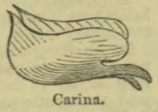 A drawing of an elongated, curved anatomical structure.