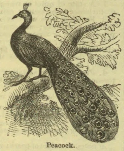 A peacock with its long, patterned tail perched on a branch.