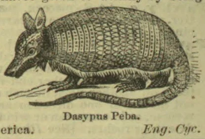 An engraved armadillo with an elongated snout, plated body, and long tail.