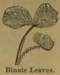 A botanical illustration showing two pairs of leaves on curved stems.