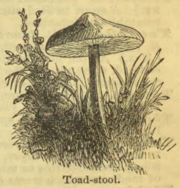 A toadstool grows among grass and other plants.