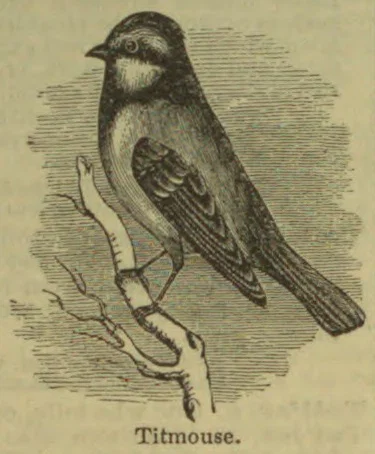 An engraved titmouse perched on a branch.