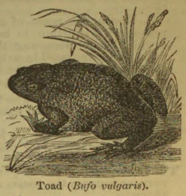 An engraved toad crouches among grasses beside water.