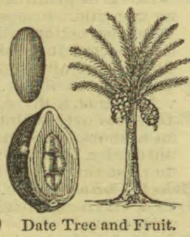 A date palm tree is shown beside an intact date and a cut-open fruit.