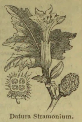 A botanical illustration of a Datura plant, showing its flower, leaves, and spiny seed capsule.