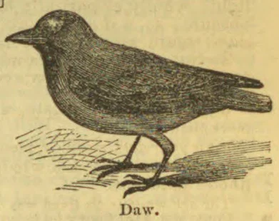 A dark-colored bird stands on the ground facing left.