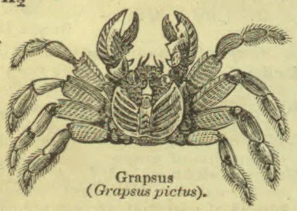 An engraved illustration of a crab with raised claws and outstretched legs.