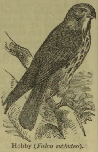 An engraved illustration of a hobby perched on a branch.