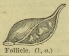 A cutaway view of a follicle showing its interior structure.