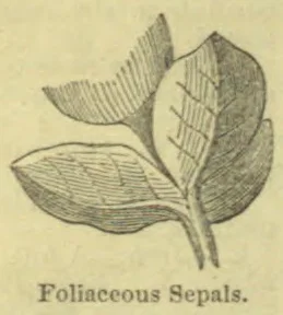A botanical drawing of a flower structure with broad, leaf-like sepals.