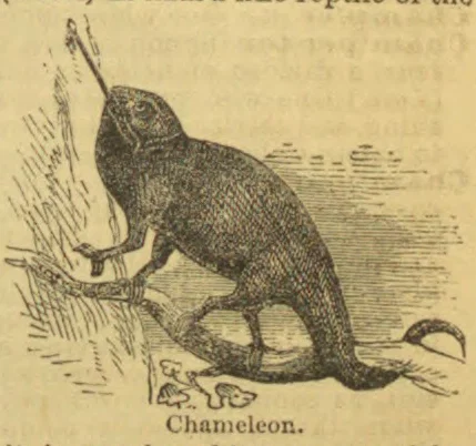 An illustration of a chameleon perched on a branch.