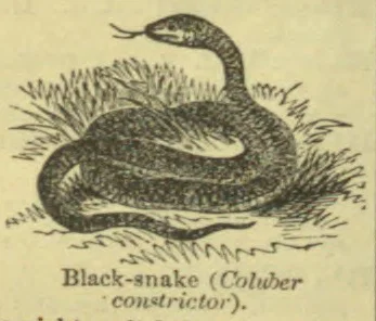 A black snake is coiled in grass with its head and neck raised.