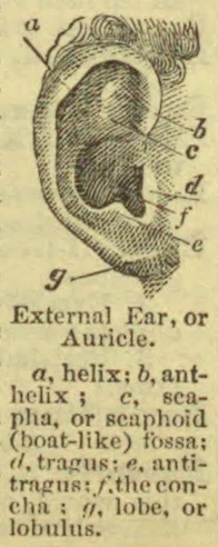 An anatomical illustration of the external ear with its parts labeled.