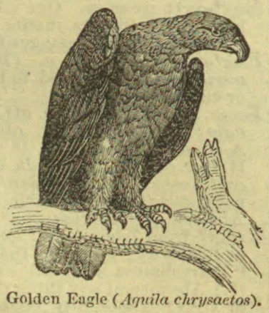An eagle with spread wings and a hooked beak perches on a branch.