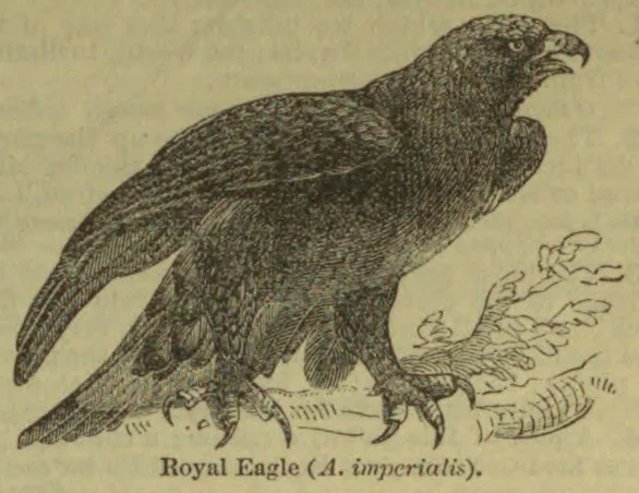 An engraved royal eagle with outstretched wings stands on a branch.