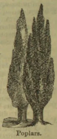 An illustration of three tall poplar trees.