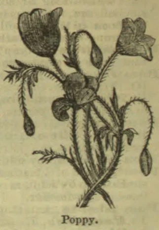 A botanical illustration of a poppy plant with flowers, buds, leaves, and seed pods.