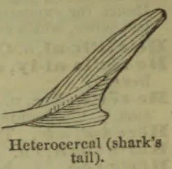 A diagram of a heterocercal shark's tail.