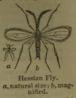 An illustration of a Hessian fly, showing one specimen at natural size and another magnified.