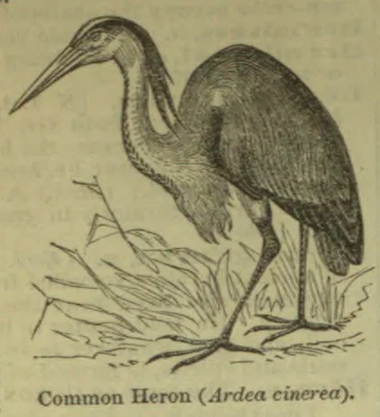 An engraving of a heron standing among reeds.