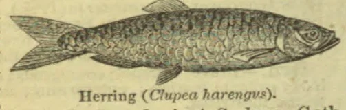 An engraved illustration of a herring.