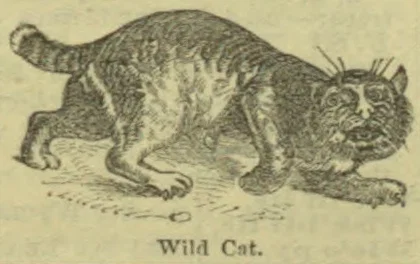 An engraved wild cat prowls low to the ground with its tail raised.