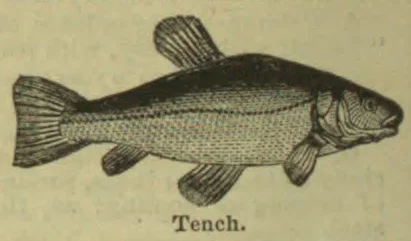 An engraved illustration of a fish shown in profile.